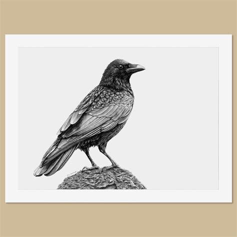 Original Crow Pencil Drawing | FREE UK SHIPPING! — TheThrivingWild