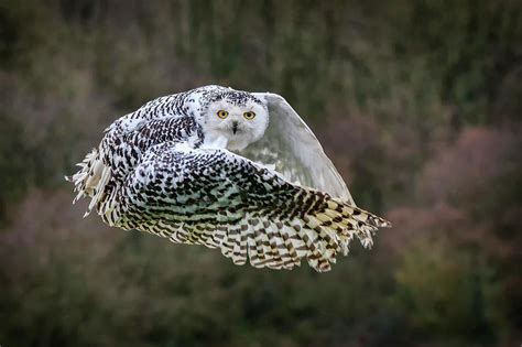 Snowy Owl In Flight Photograph by Tony Baggett