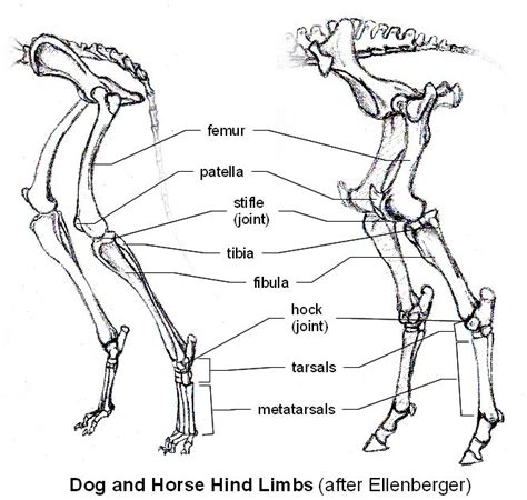 Dog Hind Leg Parts