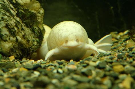 Albino African Clawed Frog Wallpapers HD Download