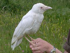 Leucistic Common Raven (photo via birdwatchingdaily.com) | Tumblr ...