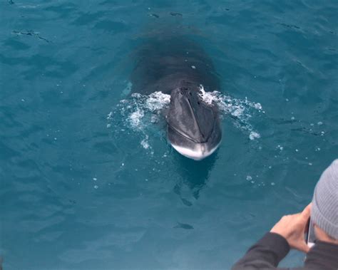 Whale watching in Reykjavík | OutdoorTrip