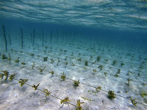 Sustainable Seaweed Farming in Solomon Islands (KSLOF)Living Oceans Foundation