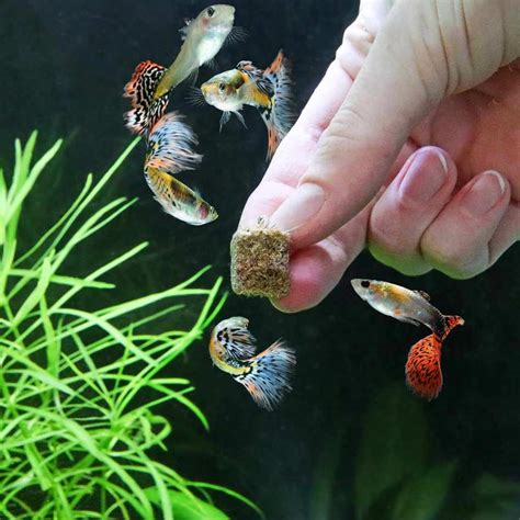 How to Pick the Best Fish Foods That Aquarium Fish Can’t Resist ...