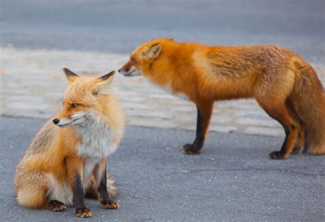 State: IBSP Foxes Are Not Being Trapped and Shot to Protect Birds | Lavallette-Seaside Shorebeat