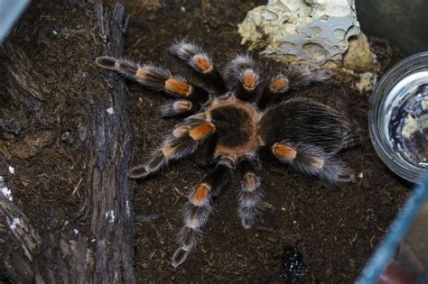 Tarantula as a Pet: Pros and Cons | Pet Comments