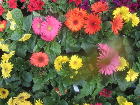 Gerbera Daisies – The Smarter Gardener