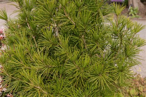 Growing the Umbrella Pine in the Home Garden