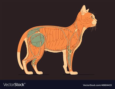 Cat anatomy Royalty Free Vector Image - VectorStock