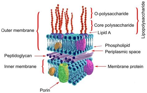 Gram-negative bacterial cell wall, labeled, 3D illustration. | Download Scientific Diagram