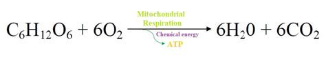 10 Important Functions of Carbohydrates and their Role in the Body