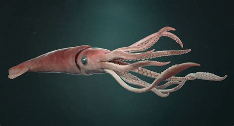 The Giant Squid