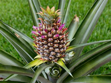 How to Grow and Care for a Pineapple - World of Flowering Plants