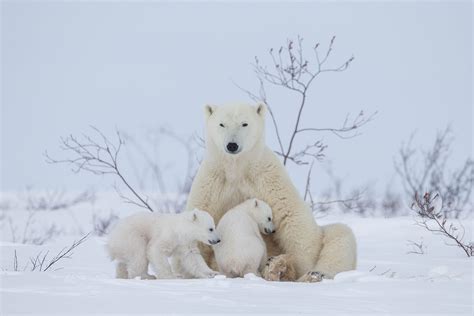 Polar bear Newborn Cubs 2 - Arctic Wildlife Photography, Polar Bear Images