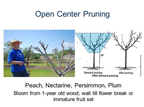 Pruning Fruit Trees for Future Harvest - Brazoria