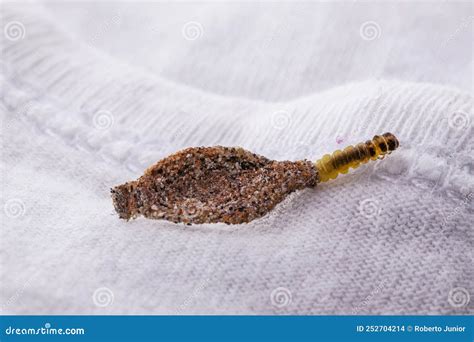 Wall Moth Larvae, or Clothing Moths, Feed on Fur, Wool, Dead Skin Fragments, Hair and Paper ...