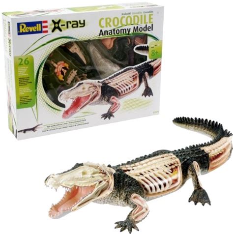 Crocodile Anatomy Model