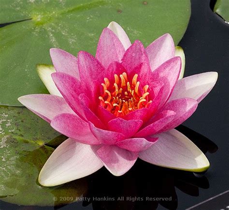 A Few More Pink Water Lilies | Beautiful Flower Pictures Blog