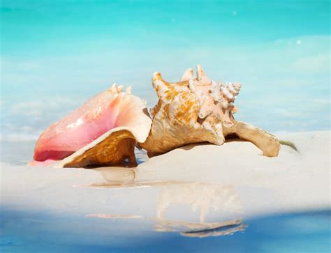 Queen Conch | Bahamas Conch Shells - Paradise Island Beach Club