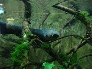 Electric Eels | Facts, Habitat & Voltage | Study.com