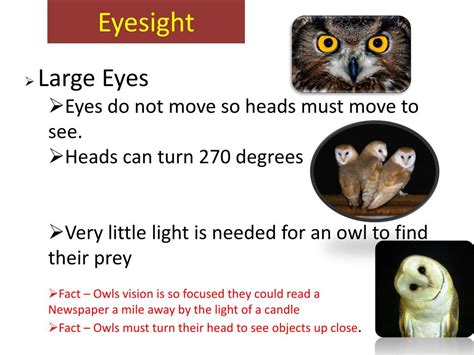 PPT - Barn Owl Adaptations PowerPoint Presentation, free download - ID ...