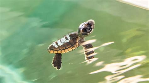 Baby Sea Turtles Rescued From Swimming Pool - Clearwater Marine Aquarium