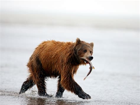 Brown bears choosing a vegetarian diet over salmon due to climate ...