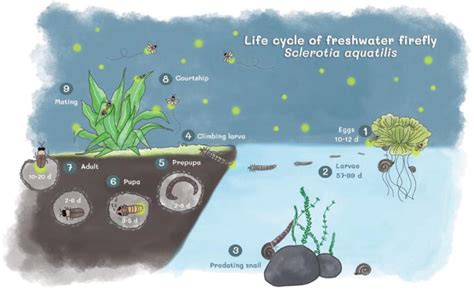 Life Cycle Of A Firefly Firefly Life Cycle Wheel Firefly