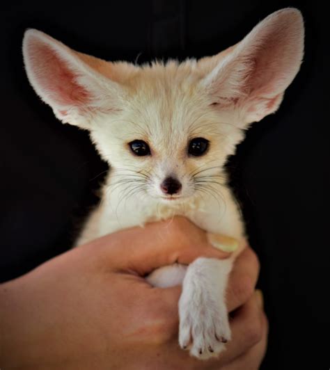 Fennec Fox - Zoo & Snake Farm New Braunfels