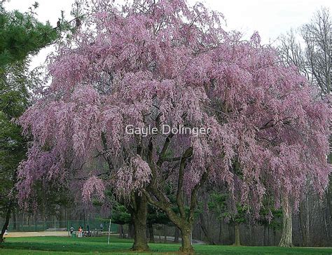 "The Weeping Cherry Tree" by Gayle Dolinger | Redbubble