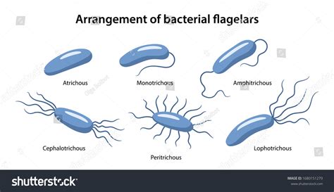 11 Arrangement Of Bacterial Flagella Images, Stock Photos & Vectors | Shutterstock