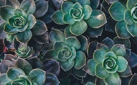 Succulent Desktop Wallpapers - Top Free Succulent Desktop Backgrounds - WallpaperAccess