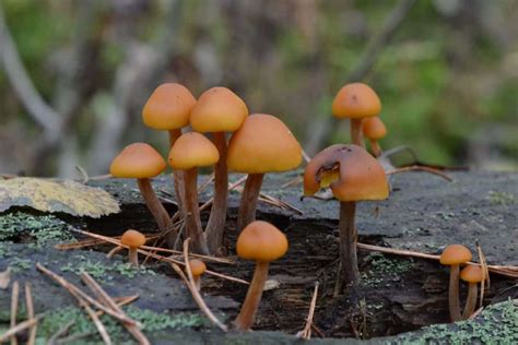 Little Brown Mushrooms and The Deadly Galerina - Mushroom Appreciation