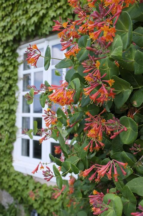 Honeysuckle Vine. Excellent vine cover for fences, trellises and arbors. Blooms Spring through ...