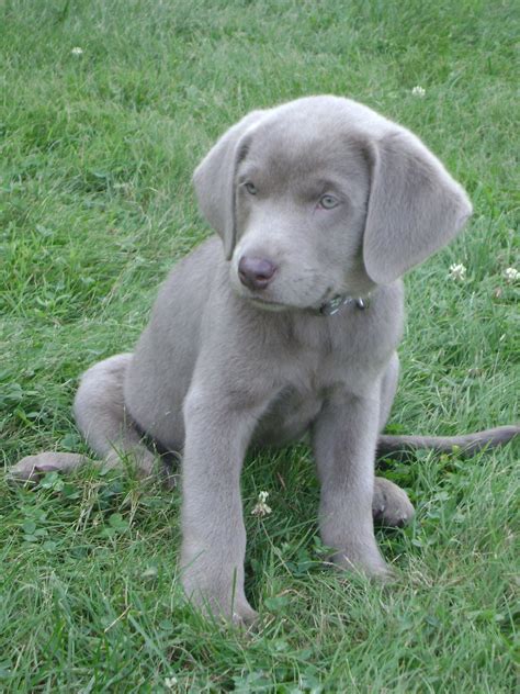 40++ Silver lab puppies ideas in 2021