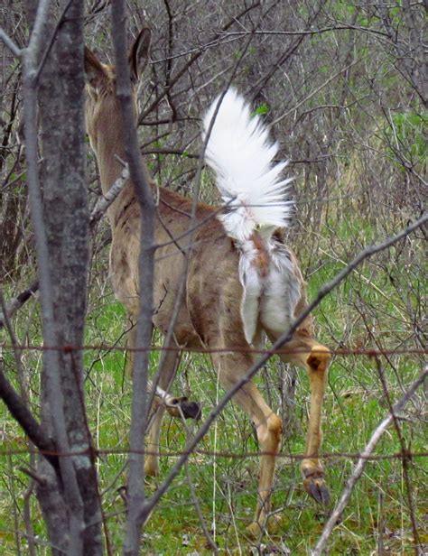 File:White-tailed deer, tail up.jpg - Wikipedia