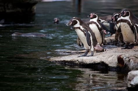 Penguins In Zoo Free Stock Photo - Public Domain Pictures