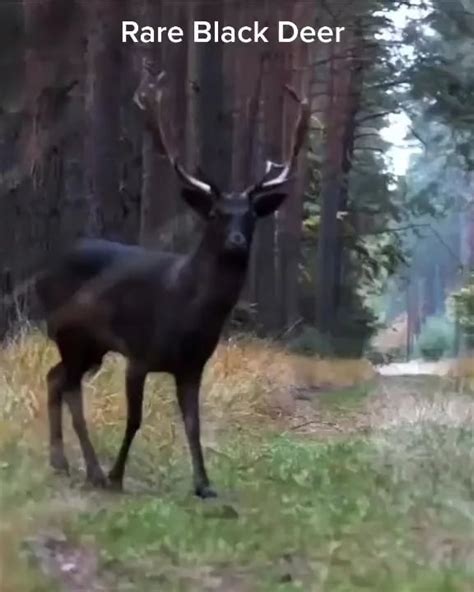 🔥The Majestic Melanistic Deer : r/NatureIsFuckingLit