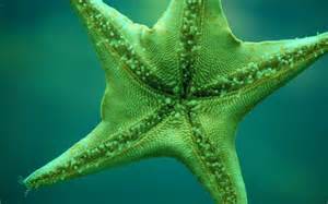 HD Green Starfish Wallpaper | Download Free - 53457