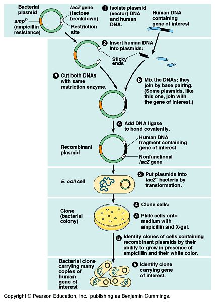 Gene cloning-Steps involved in gene cloning