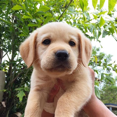 English Lab Puppies Oregon / ***PUREBRED YELLOW LAB PUPPIES*** for Sale in Sandy ... - I compete ...