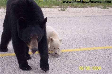 This mother Black Bear and her Albino cub were seen along a highway ...