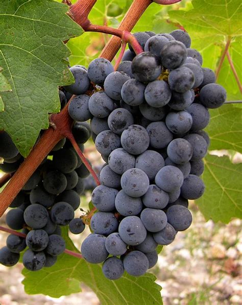 Cabernet Sauvignon Grapes - Vin Du Terroir