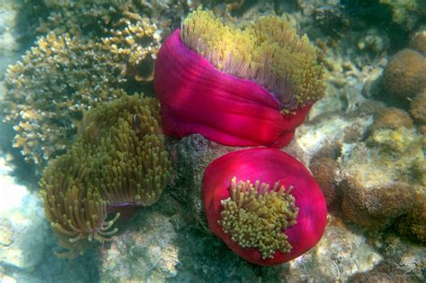 Magnificent Anemone - Facts and Photographs - Seaunseen