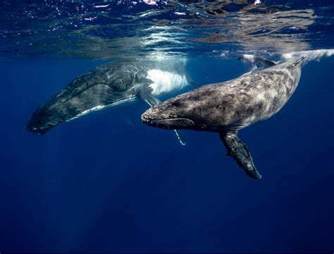 Swimming with Baby Whales! - The Art of Travel