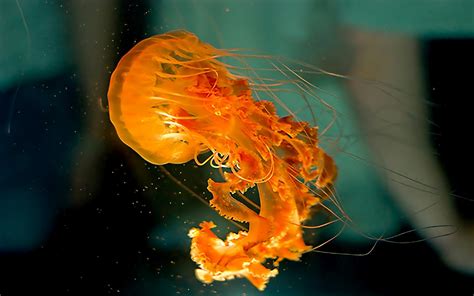 Colorful Jellyfish Wallpaper - WallpaperSafari