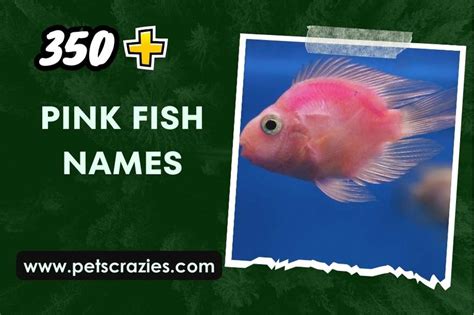 350+ Pink Fish Names (Explore Vibrant Ocean Wonders)