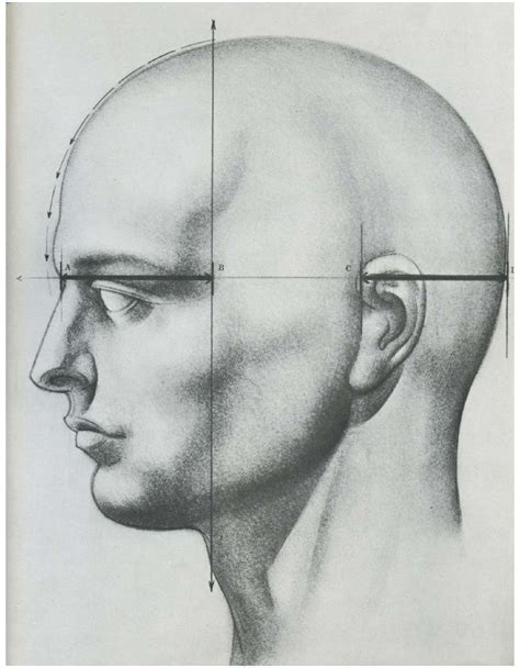 Burne hogarth -_drawing_the_human_head | Drawing the human head, Human art, Art tutorials drawing