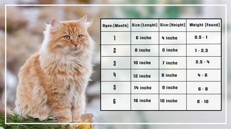 The Maine Coon Kitten Size Weight & Price Chart by Age