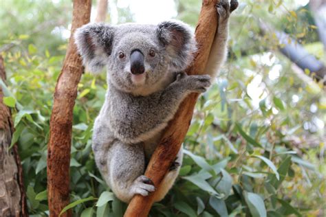 The meaning and symbolism of the word - «Koala»